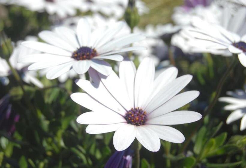 Мотель Gateway Motor Lodge Wanganui