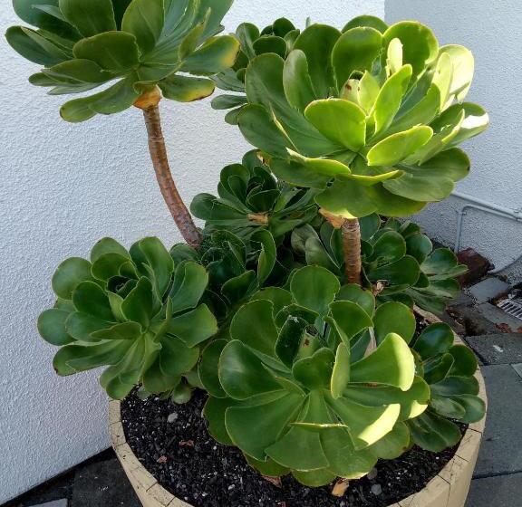 Мотель Gateway Motor Lodge Wanganui