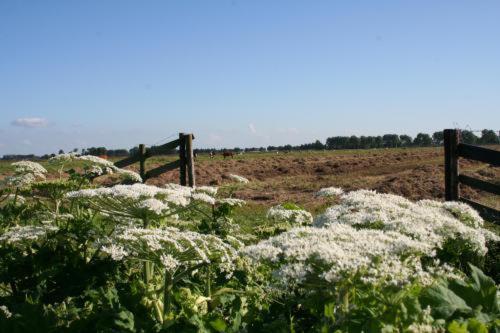 فندق T Wapen Van Middelie