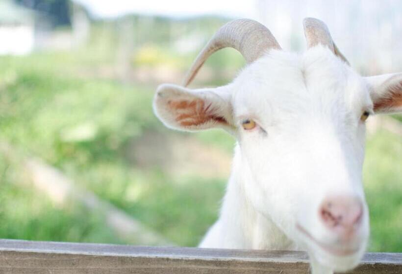 فندق Folkloro Hanamakitowa