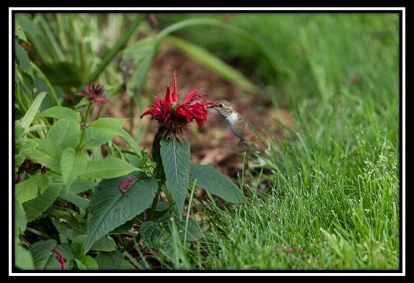 Hummingbird Bed And Breakfast