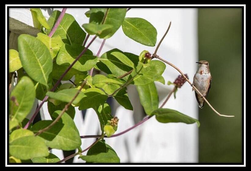 Hummingbird Bed And Breakfast