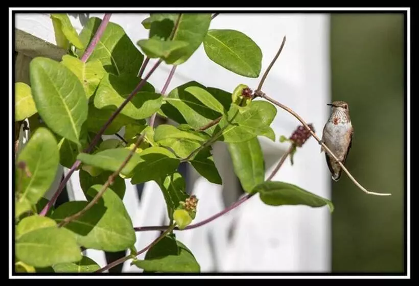 Hummingbird Bed And Breakfast