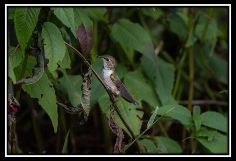 Hummingbird Bed And Breakfast