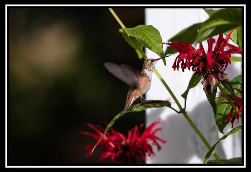 Hummingbird Bed And Breakfast