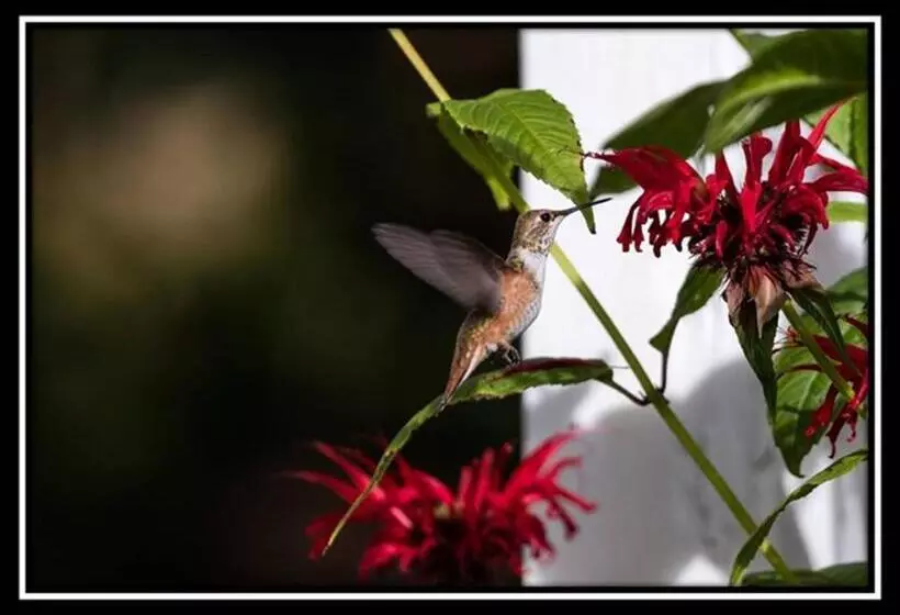 Hummingbird Bed And Breakfast
