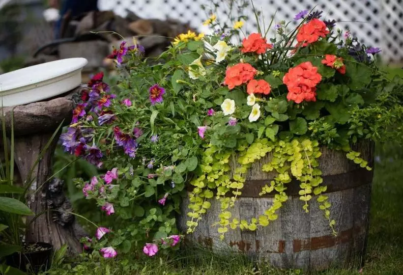 Hummingbird Bed And Breakfast