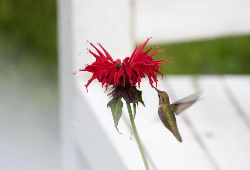 Hummingbird Bed And Breakfast