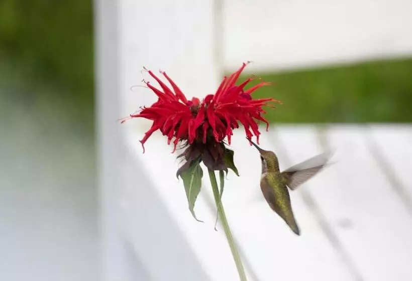 Hummingbird Bed And Breakfast