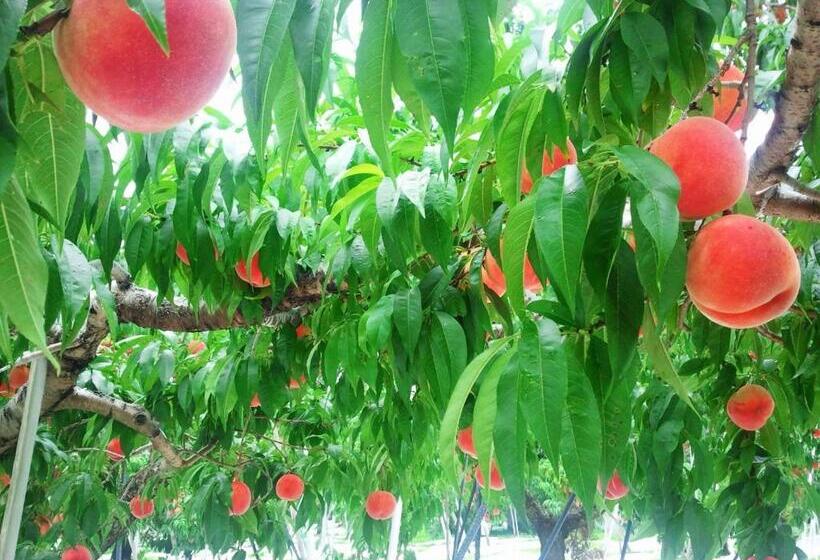 ريوكان Yudanaka Onsen Yamazakiya