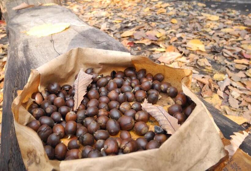 ريوكان Yudanaka Onsen Yamazakiya