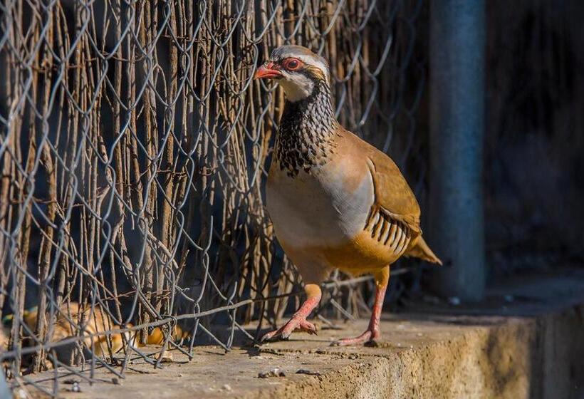 مبيت وإفطار Cortijo 4 Elementos