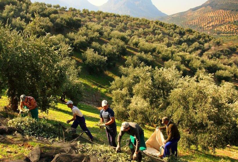 تختخواب و صبحانه Casa Olea Hotel Rural