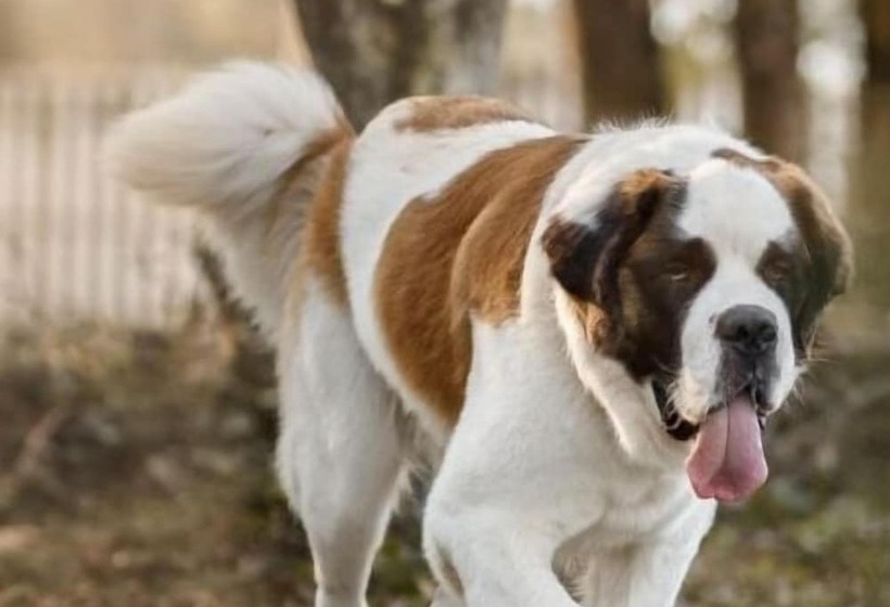 Отель Luxury Rural Hottub Lodge In Northumberland