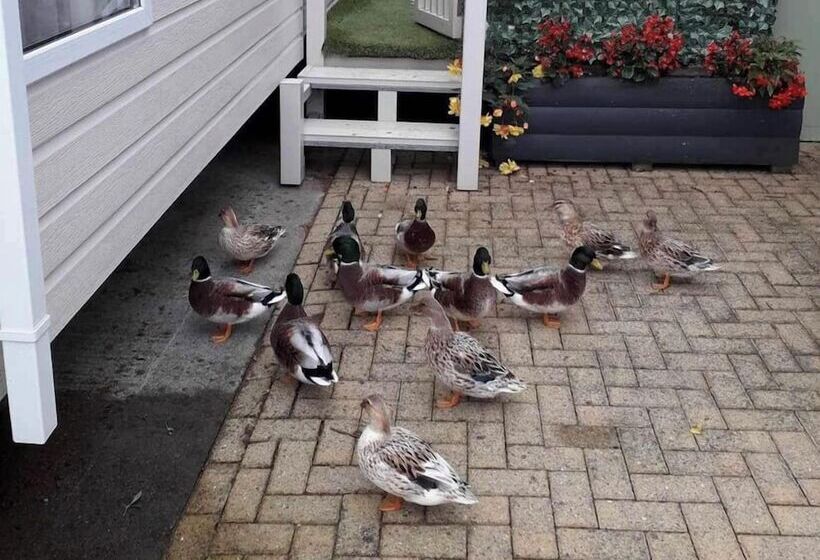 Отель Luxury Rural Hottub Lodge In Northumberland