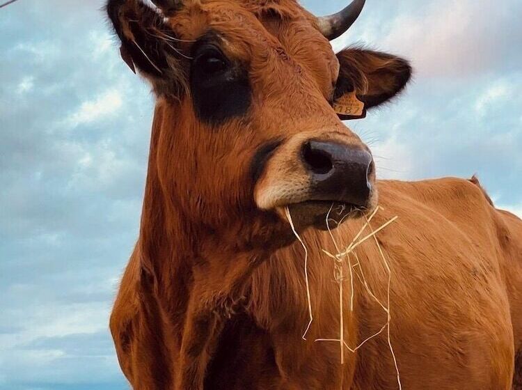 فندق Le Belmont   Brasserie Du Guiers