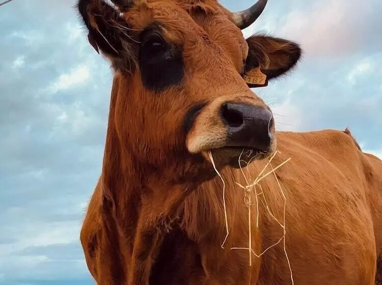 Hotelli Le Belmont   Brasserie Du Guiers