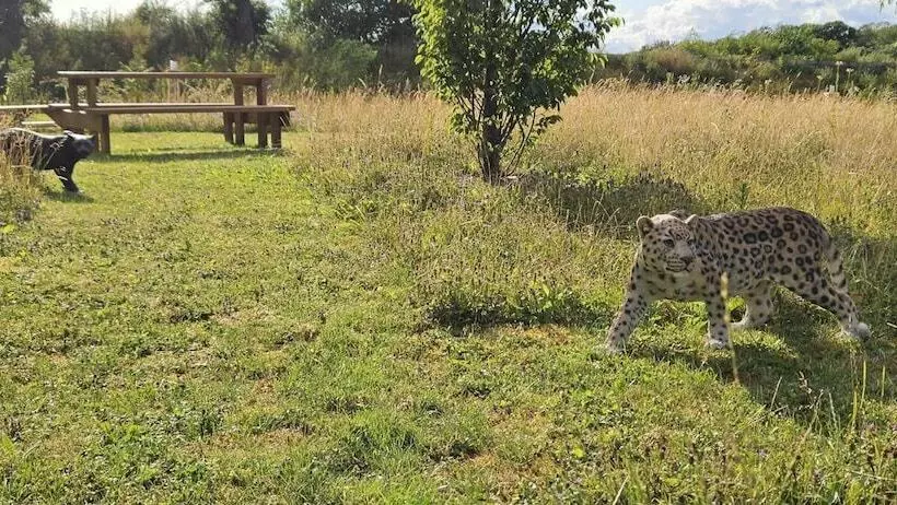 Inviting 1 Bed Cabin In Newmarket