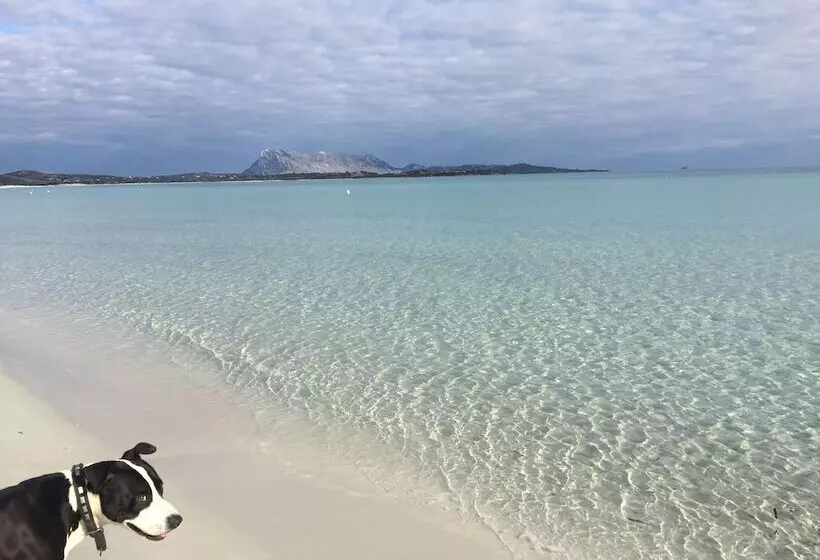 ホテル Al Faro Spiaggia La Cinta Santeodoro