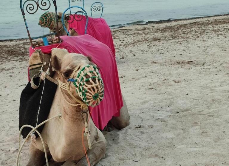 پانسیون Villa Paco Djerba 2 Suites Avec Piscine à Débordement