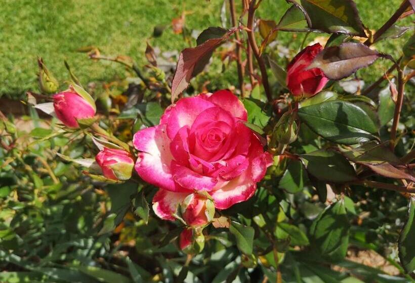 צימר Mt Horeb Manor