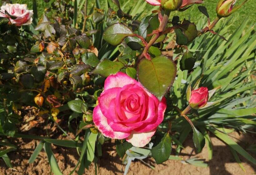 צימר Mt Horeb Manor