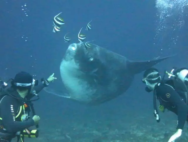 ホテル Pondok Bambu Resort 5 Stars Padi Dive Centre