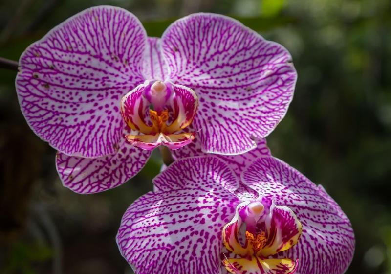 בית מלון כפרי Guest House Vivenda Da Mata