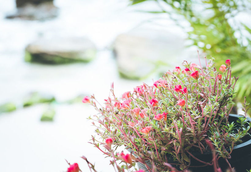 酒店 Tranquility Bungalows Bar & Restaurant