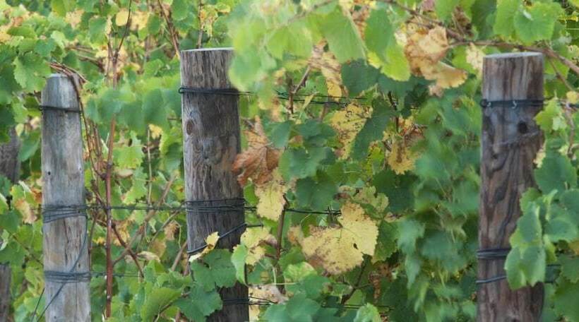 تختخواب و صبحانه Under Oaks Guesthouse