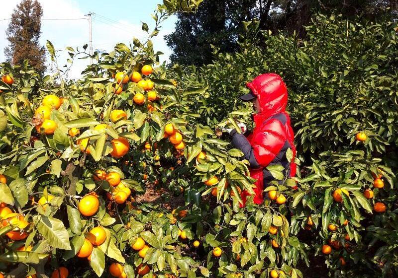 فندق Haeansung Pension