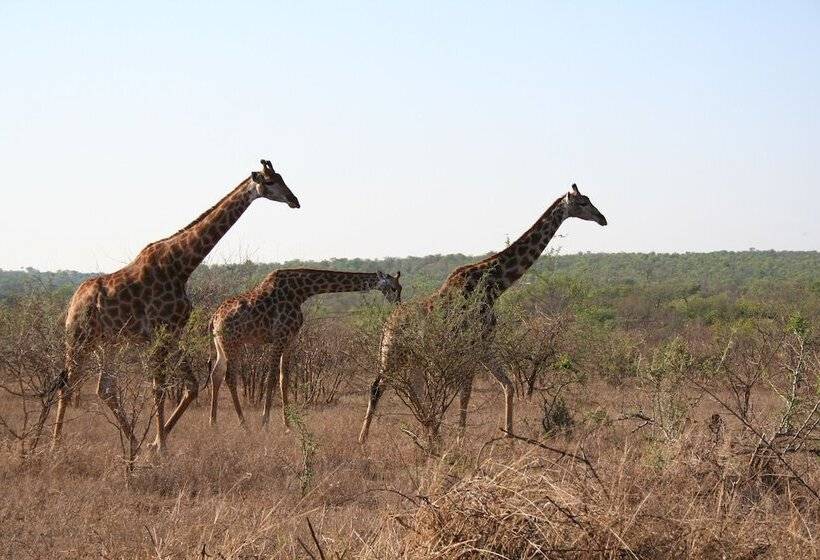 ホテル Baluleni Safari Lodge