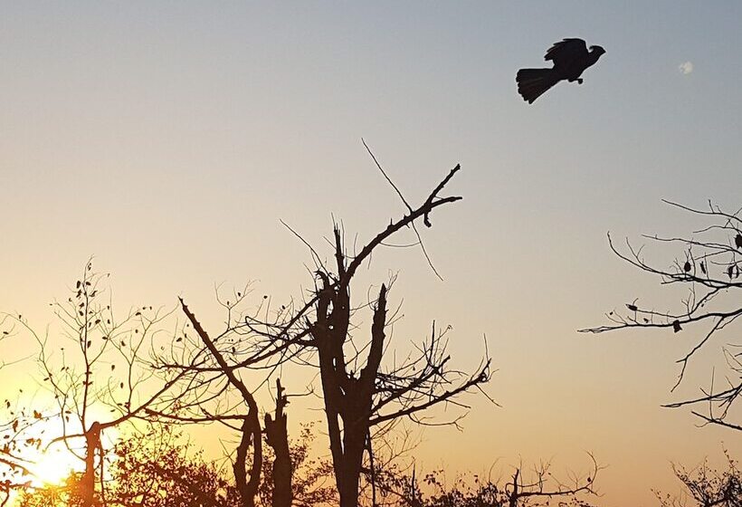 ホテル Baluleni Safari Lodge