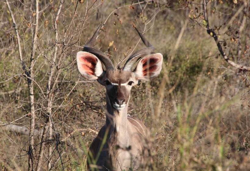 ホテル Baluleni Safari Lodge