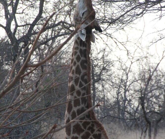 ホテル Baluleni Safari Lodge