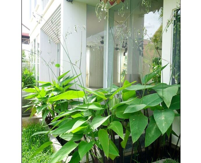 هتل Paris Angkor Boutique