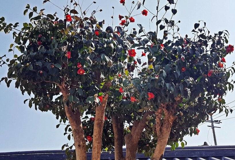 פנסיון Misori Guesthouse