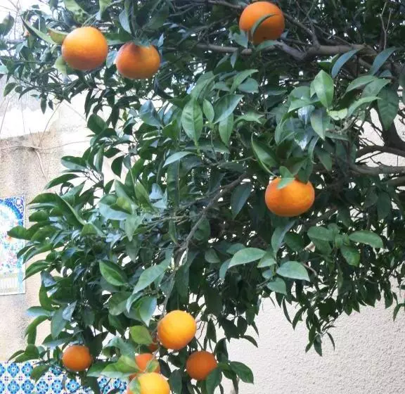 پانسیون Dar El Yasmine Tunis