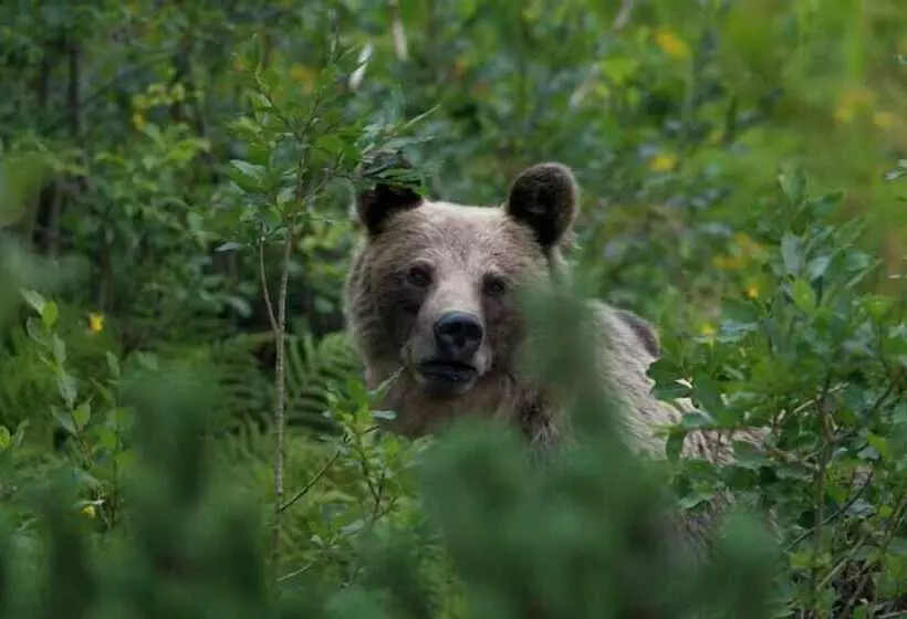 Aamiaismajoitus (B&B) Leśniczówka U Zięby