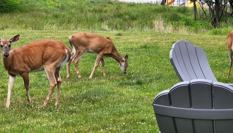 Lake View Retreat Avantstay Entertainer S Home Yard, Deck, Game Room