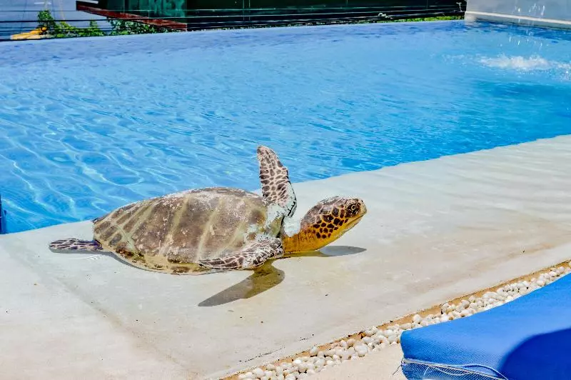 ホテル Villa Del Pescador