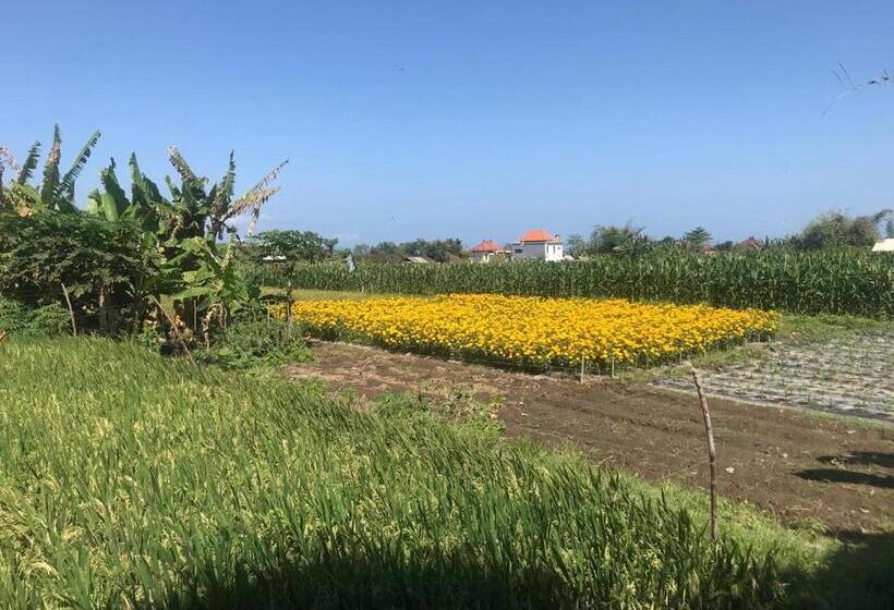 Ketewel Bed & Breakfast Yoga Room