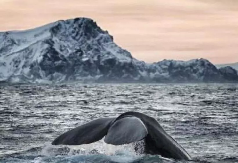 Majatalo Arctic Ocean Lodge