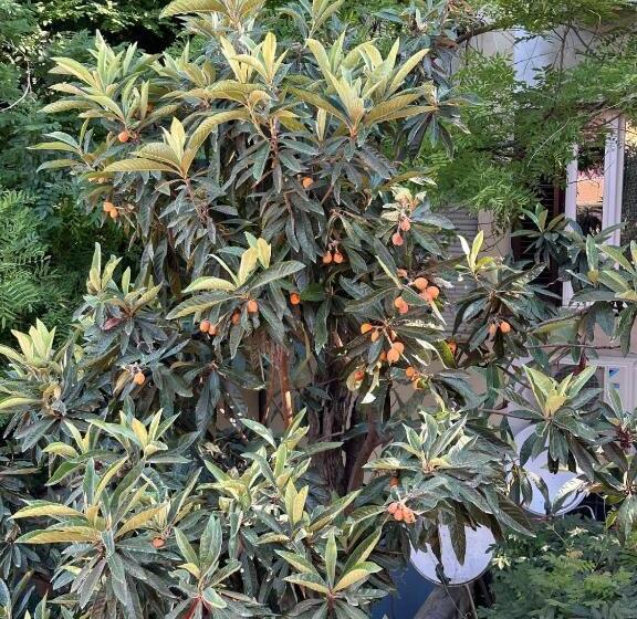 پانسیون Il Glicine