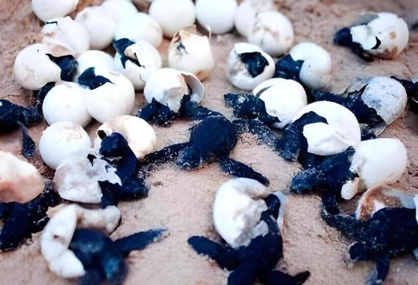 Secret Paradise Resort & Turtle Sanctuary