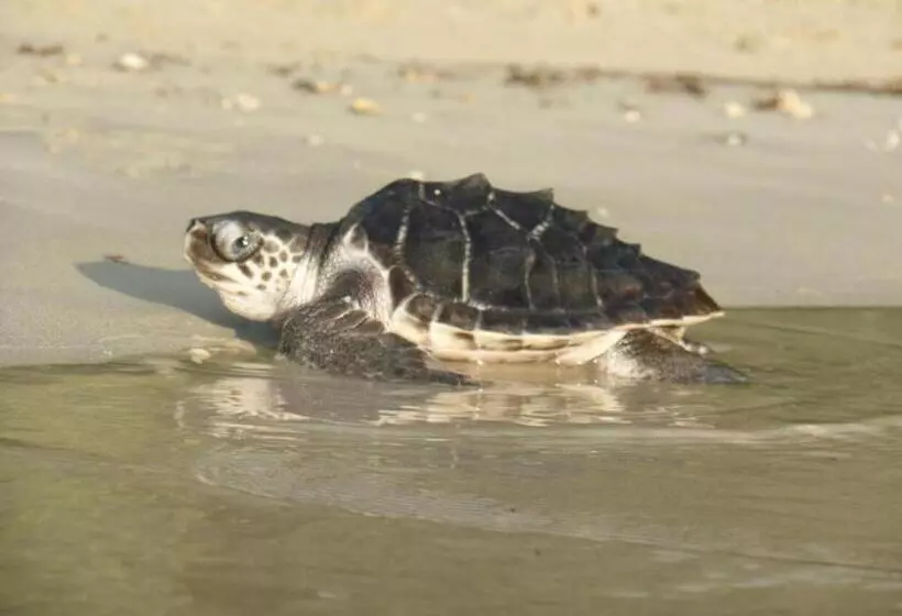 Secret Paradise Resort & Turtle Sanctuary