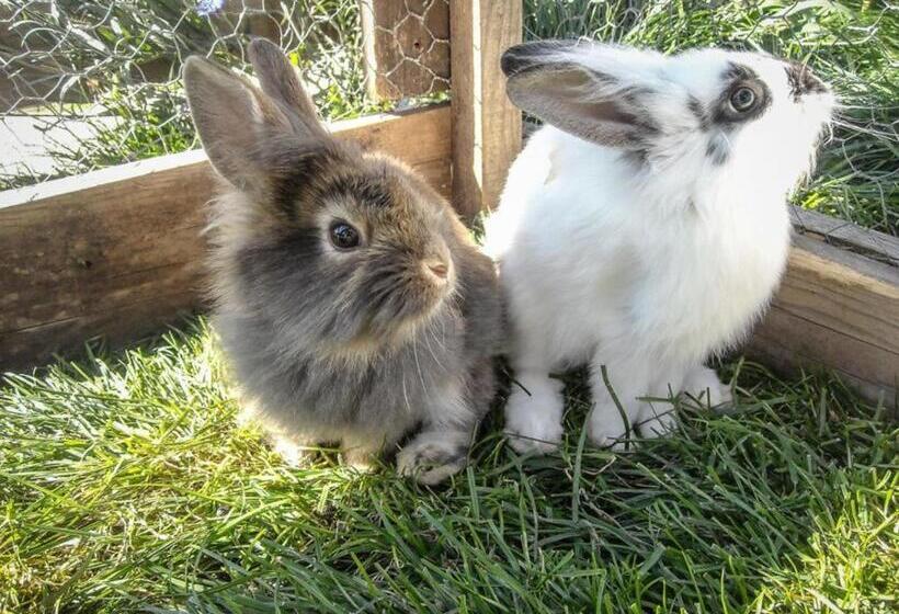 酒店 Gmosnhof Mölten