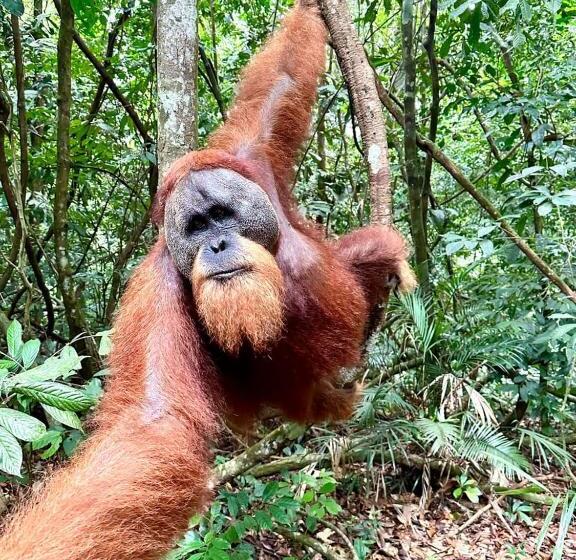 펜션 Orangutans Guest House