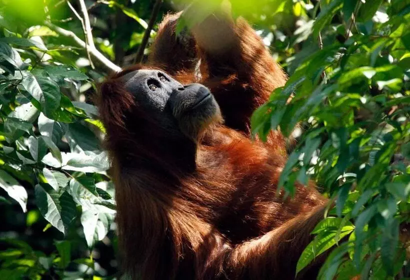 Majatalo Orangutans Guest House