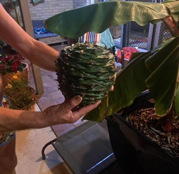 住宿加早餐 Brisbane 1960s Pool House